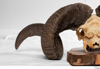 Skull Mouflon Ovis orientalis head horns skull 0036.jpg